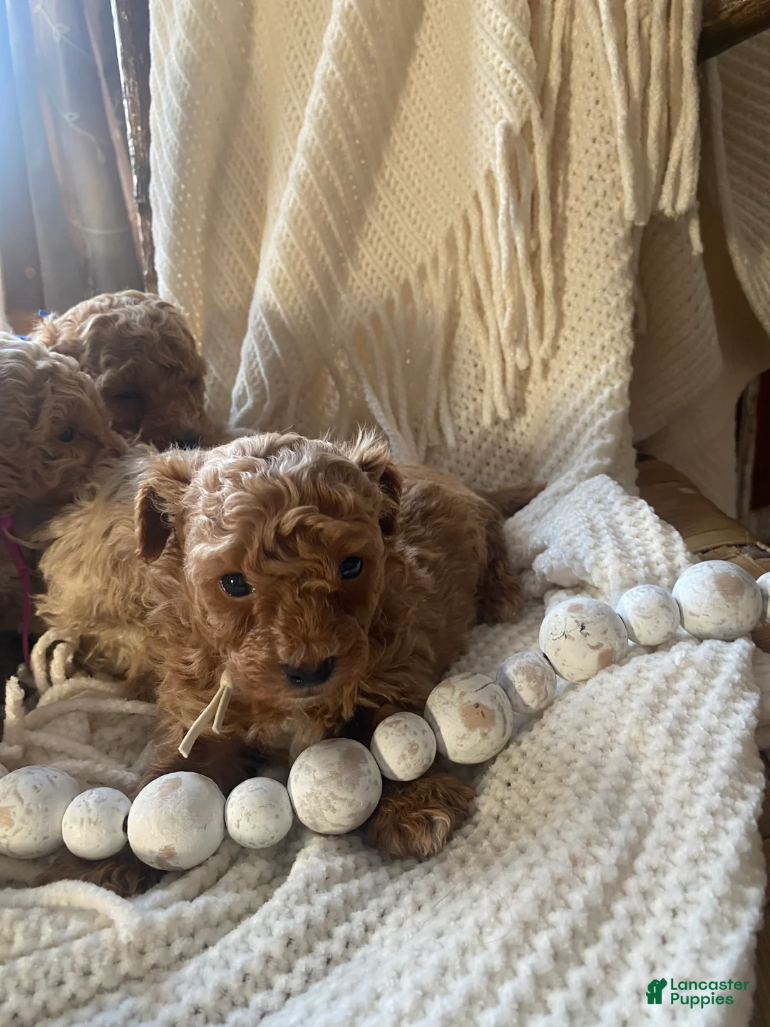Toy Poodle dogs for sale: LITTLE ARCHIE - Ad 7