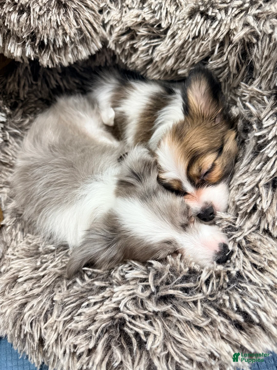 Papillon dogs for sale: Ember - Ad 4