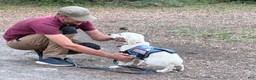 Golden Retriever dogs for sale: Blitz of Avalon male golden retriever - Companion family profile - Ad 3