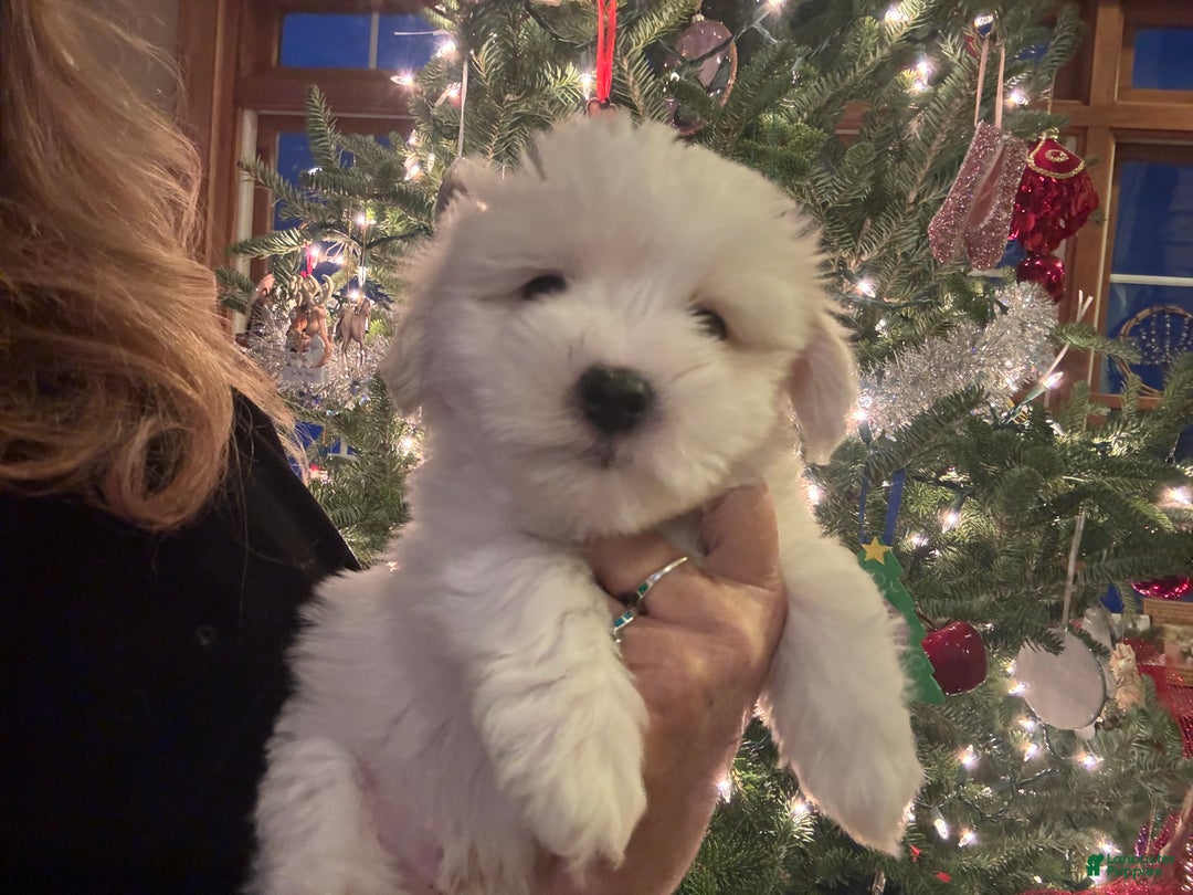 Coton De Tulear dogs for sale: Coton De Tulear Puppy 2 melvin - Ad 4