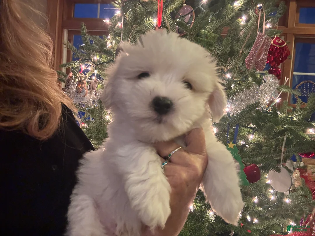 Coton De Tulear dogs for sale: Coton De Tulear Puppy 2 melvin - Ad 4