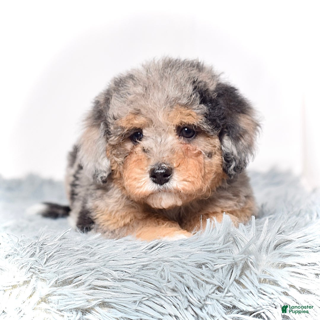 Mini Goldendoodle dogs for sale: Ms. Usha - Ad 8