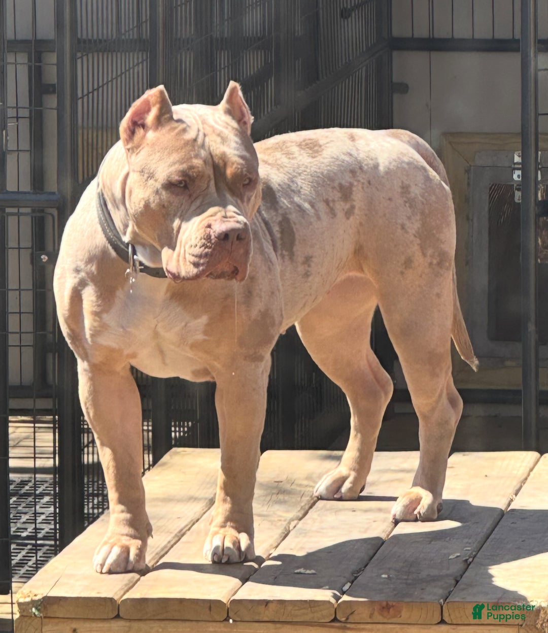 American Bully dogs for sale: Blue Moon - Ad 21