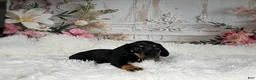 Miniature Dachshund dogs for sale: AKC-Cooper - Ad 11