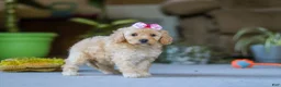 Miniature Poodle dogs for sale: Fiona - Ad 3
