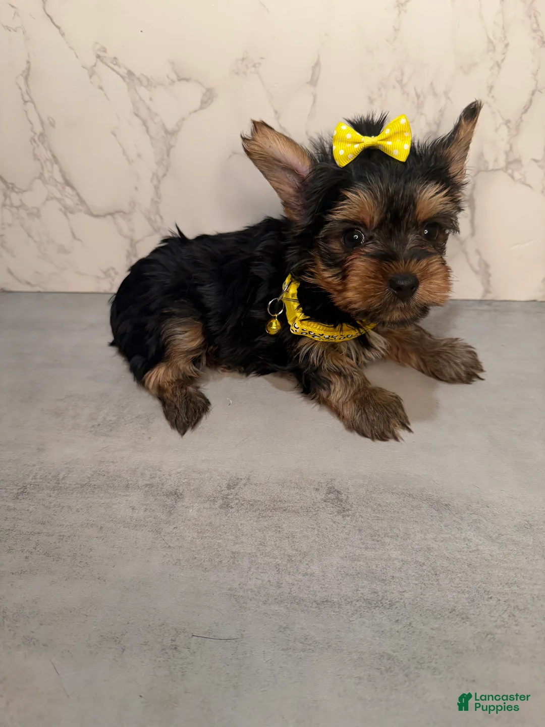 Yorkshire Terrier dogs for sale: Teacup Kenneth  - Ad 1