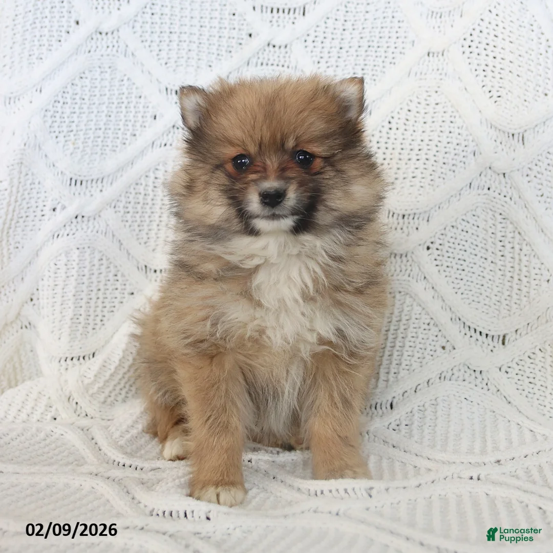 Pomeranian dogs for sale: Bear - Ad 5