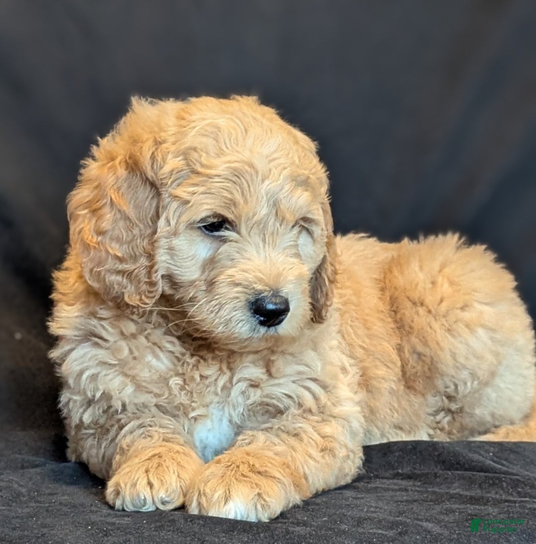 Goldendoodle dogs for sale: Bear  - Ad 3