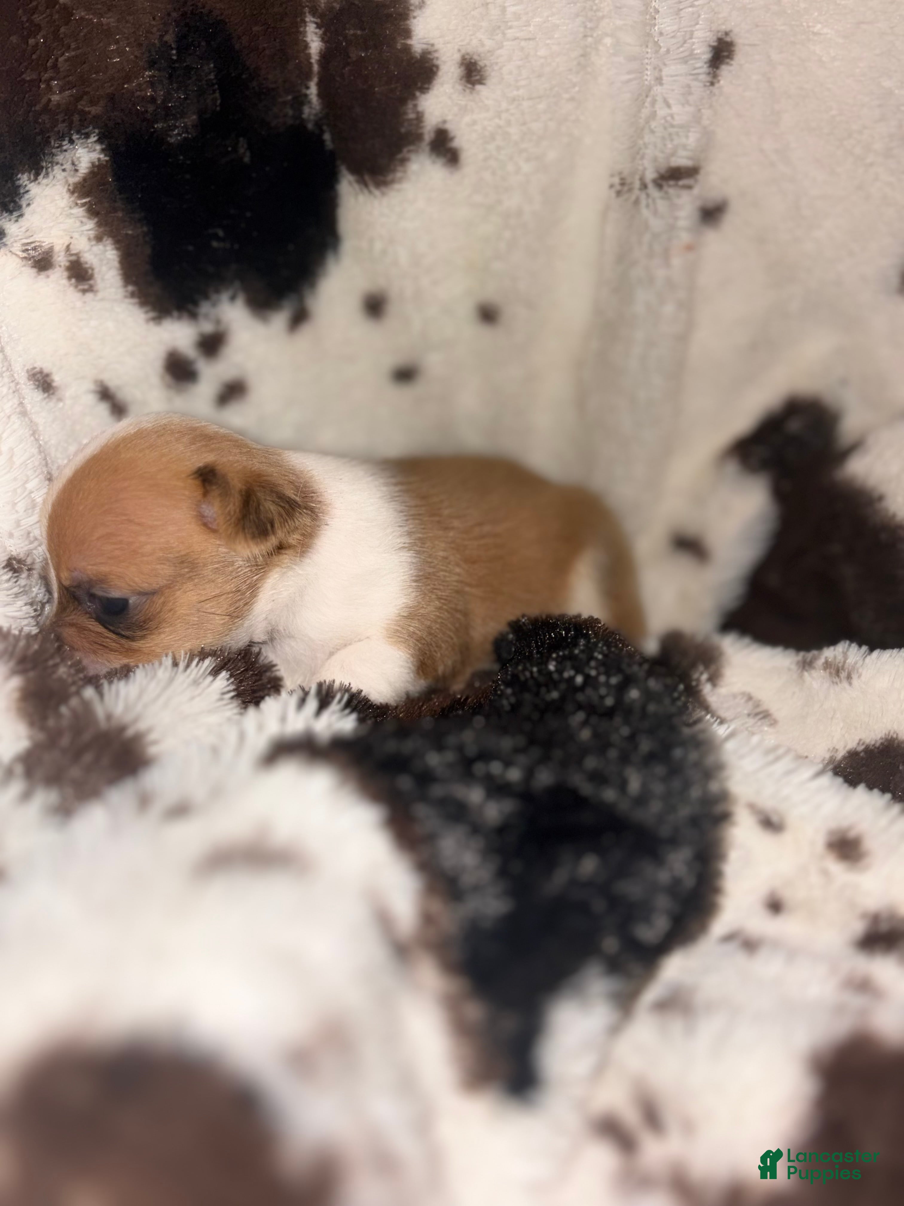 Chihuahua dogs Lola - Ad 2