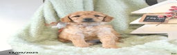 Mini Goldendoodle dogs for sale: Basil  - Ad 4
