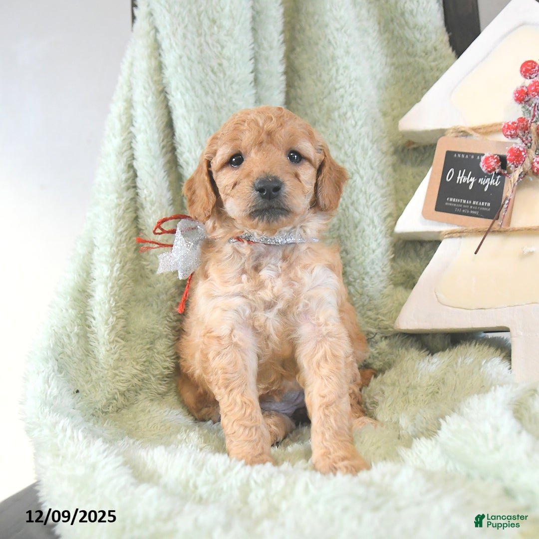 Mini Goldendoodle dogs for sale: Basil  - Ad 4