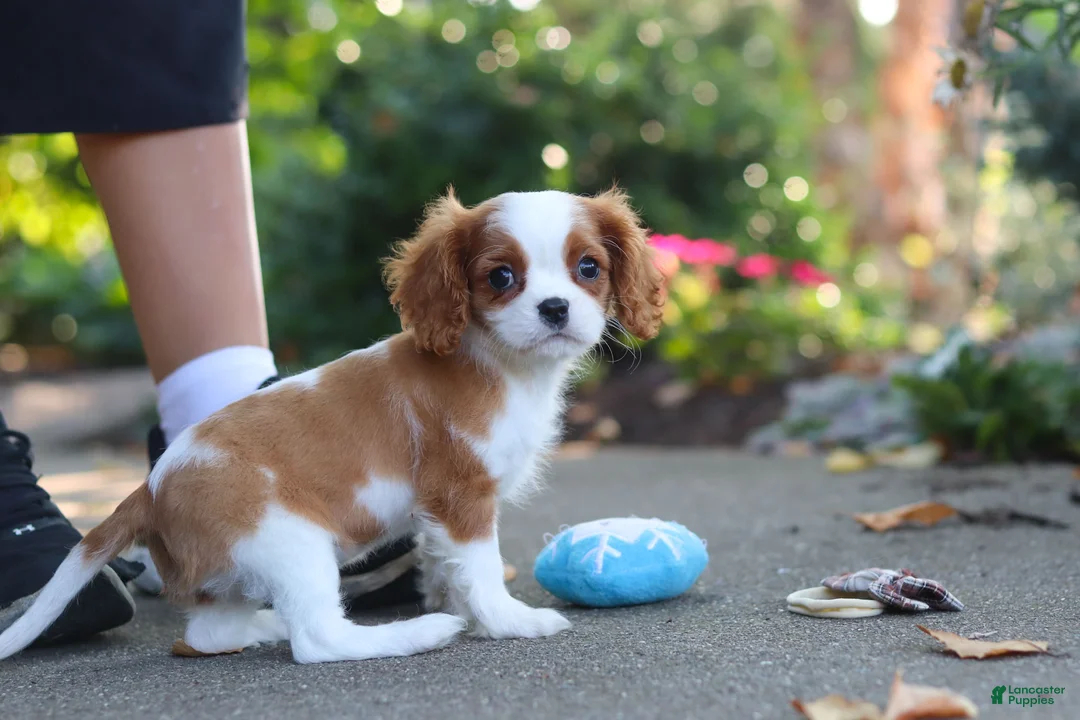 Cavalier King Charles Spaniel dogs for sale: Gus - Ad 1
