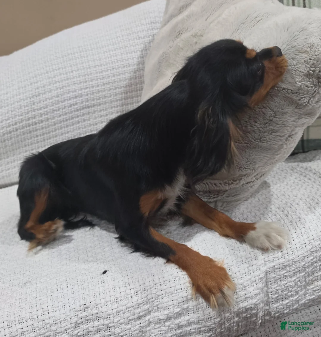 Cavalier King Charles Spaniel dogs for sale: Cavalier King Charles Spaniel  - Ad 2