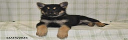German Shepherd dogs for sale: Myla - Ad 2