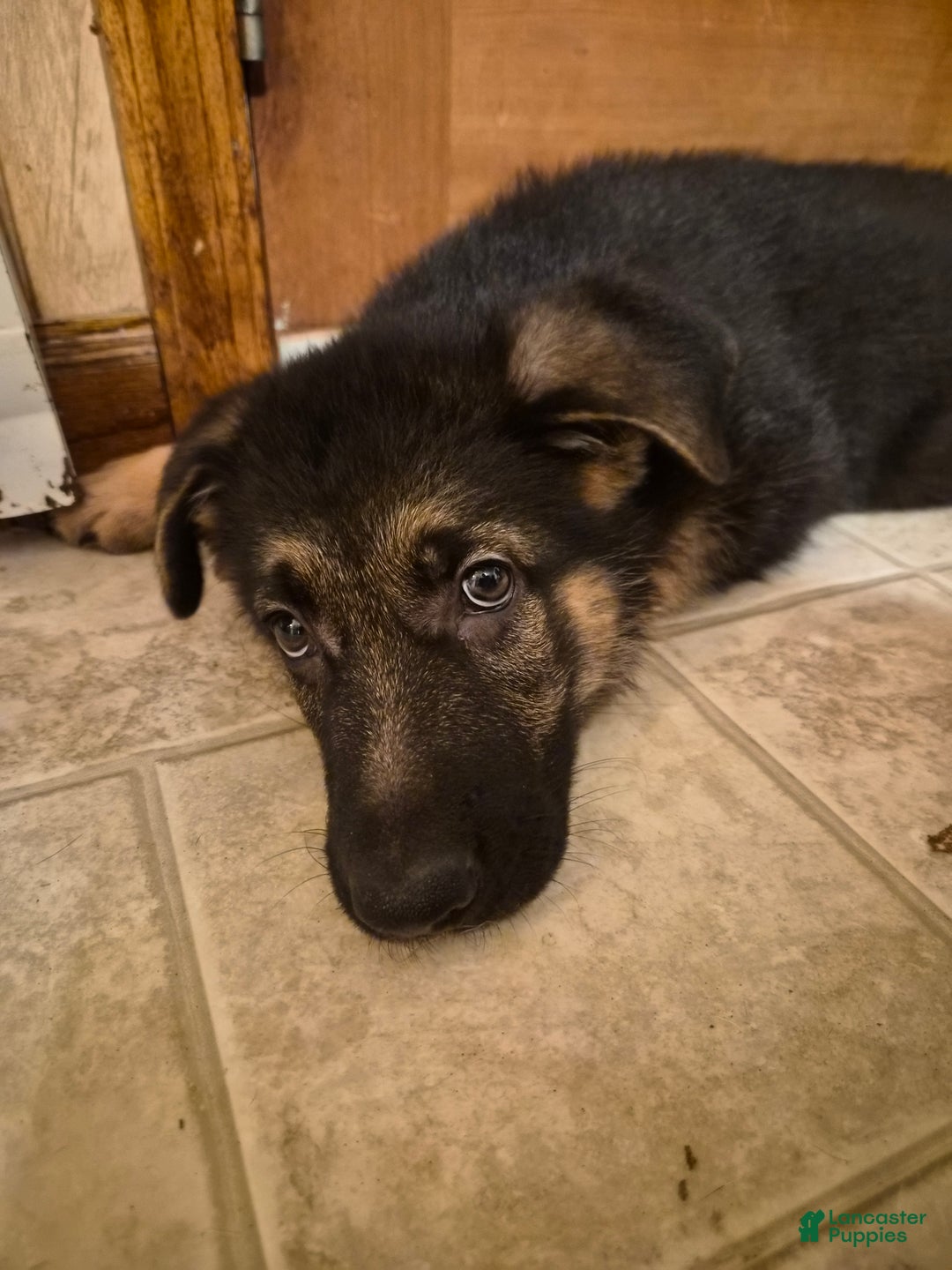 German Shepherd dogs for sale: German Shepherd Puppy 1 - Ad 8
