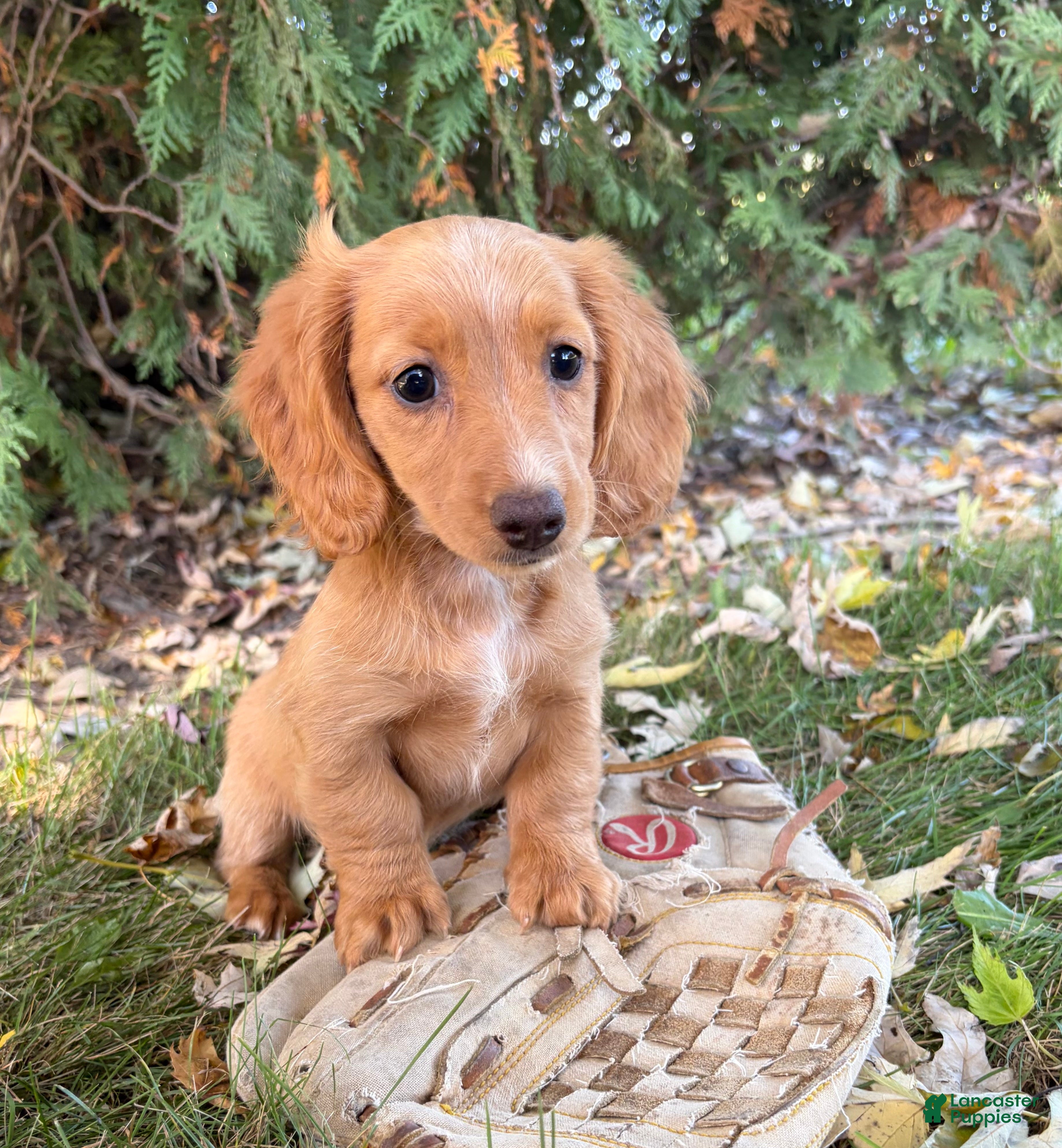 Miniature Dachshund dogs Honey - Ad 2