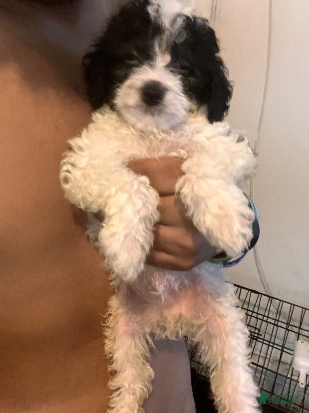 Double Doodle dogs for sale: Double Doodle 2 - Ad 1