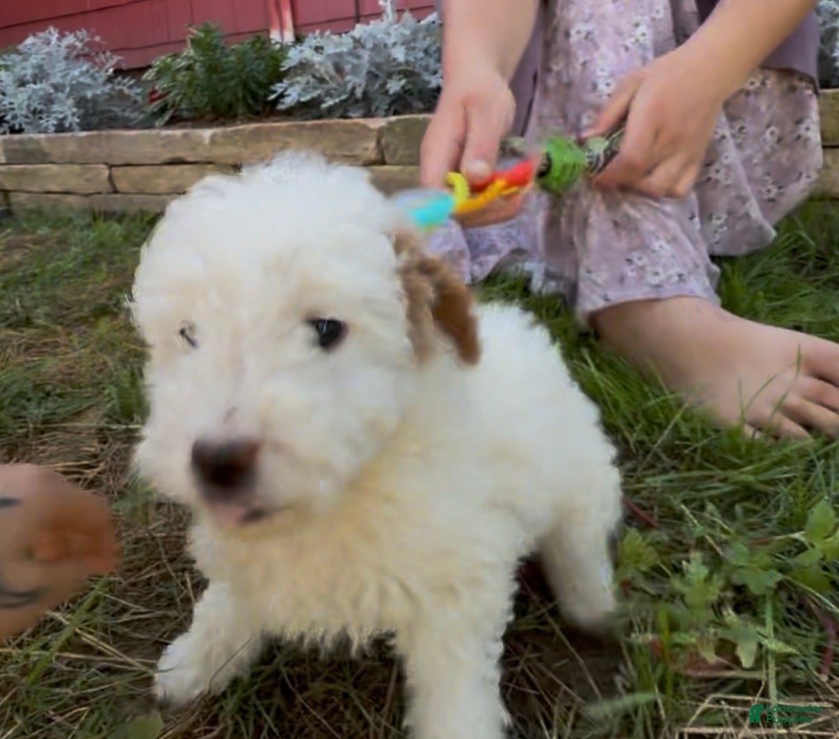Mini Goldendoodle dogs Donna - Ad 1
