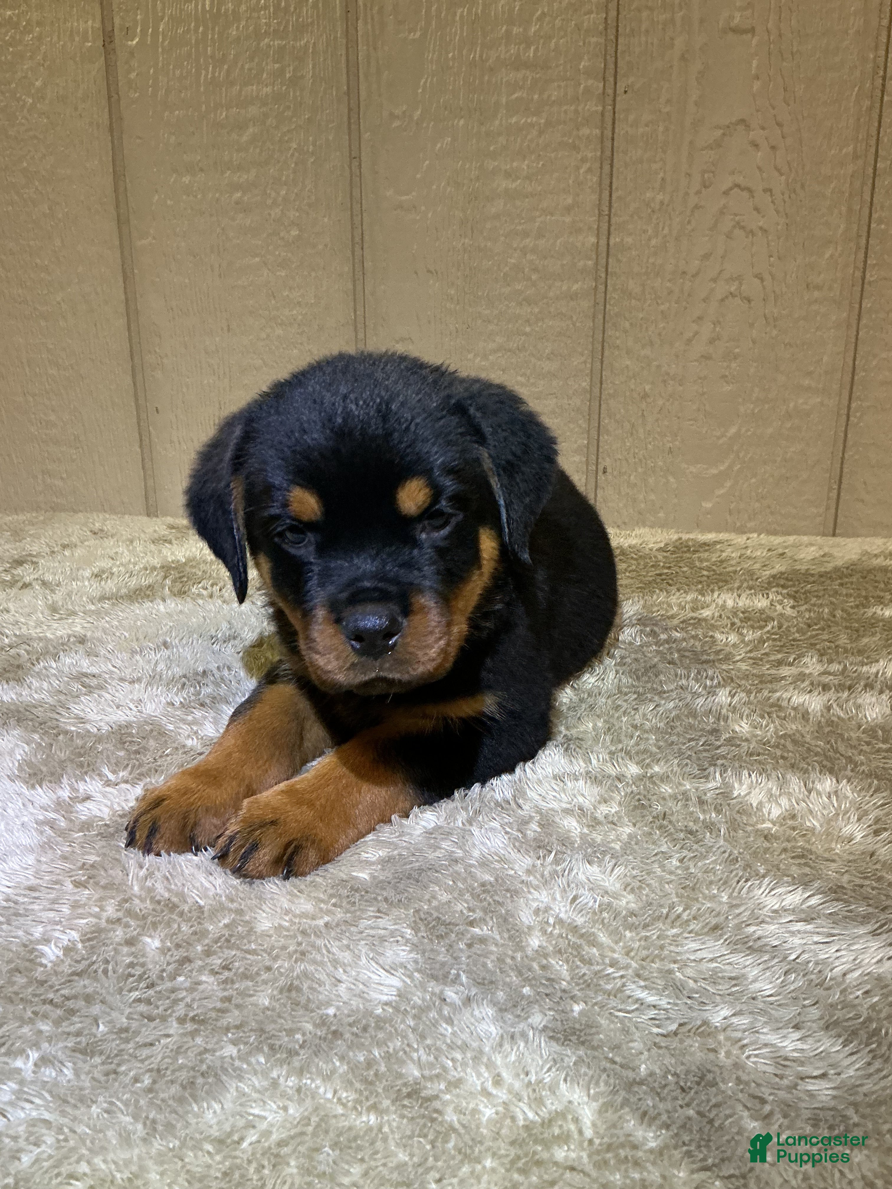 Rottweiler dogs Rottweiler 5 - Ad 2