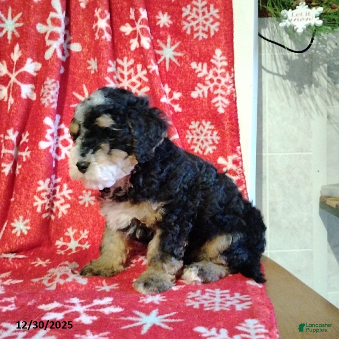 Mini Bernedoodle dogs for sale: Ranger - Ad 6