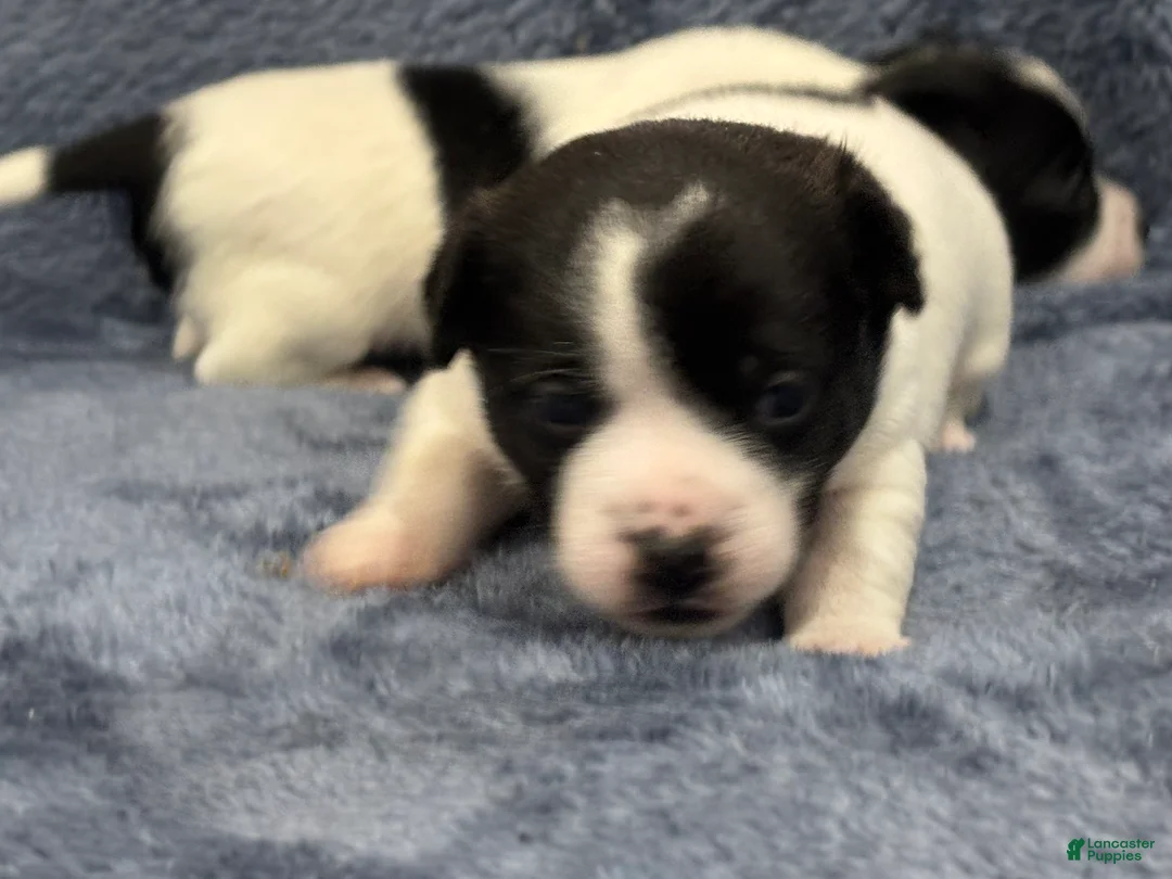 Chihuahua dogs for sale: Bella - Ad 2