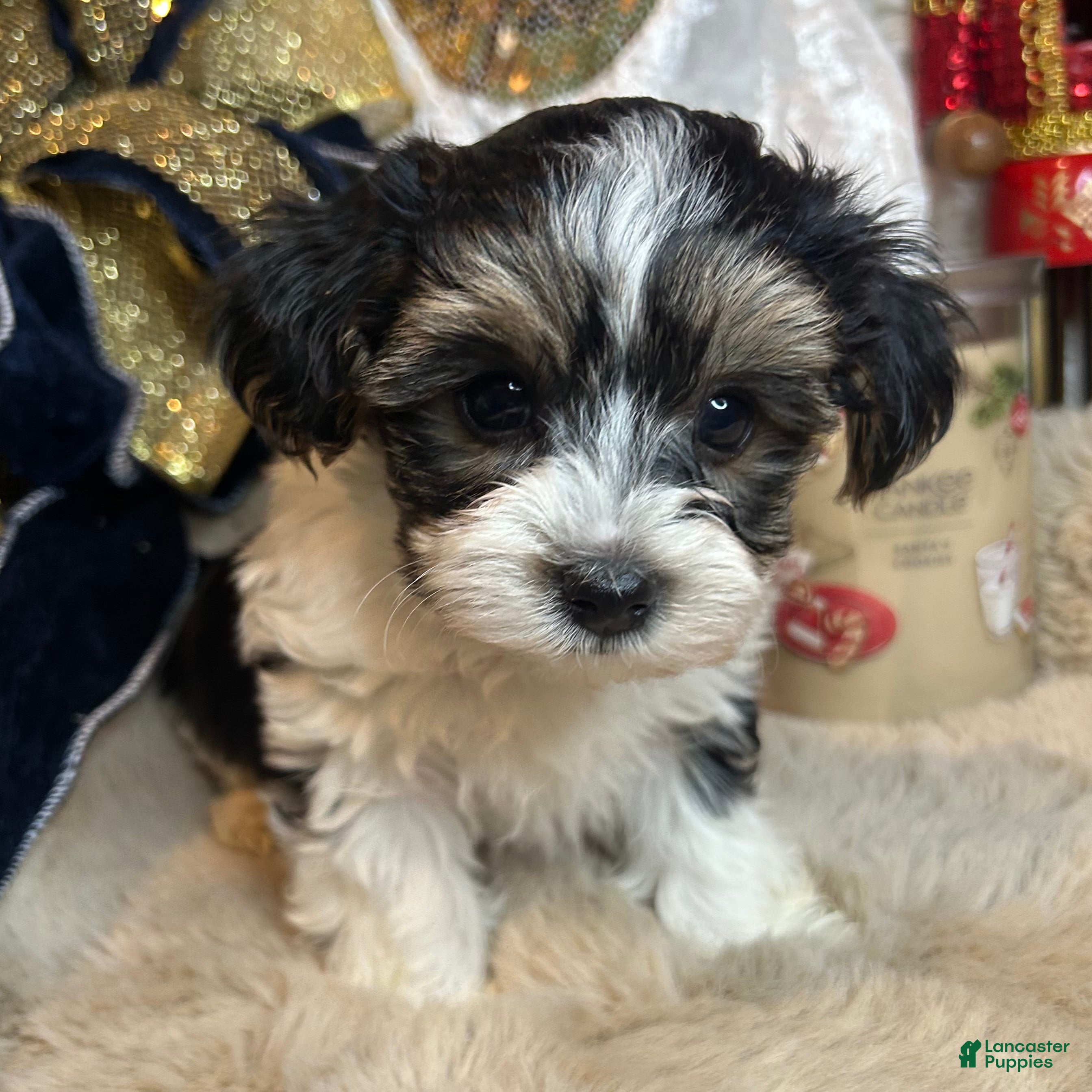 Morkie dogs Charlie - Ad 14