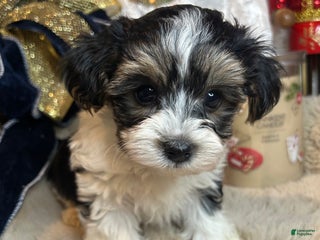 Morkie dogs Charlie - Ad 14