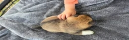 Shiba Inu dogs for sale: Patriot - Ad 7