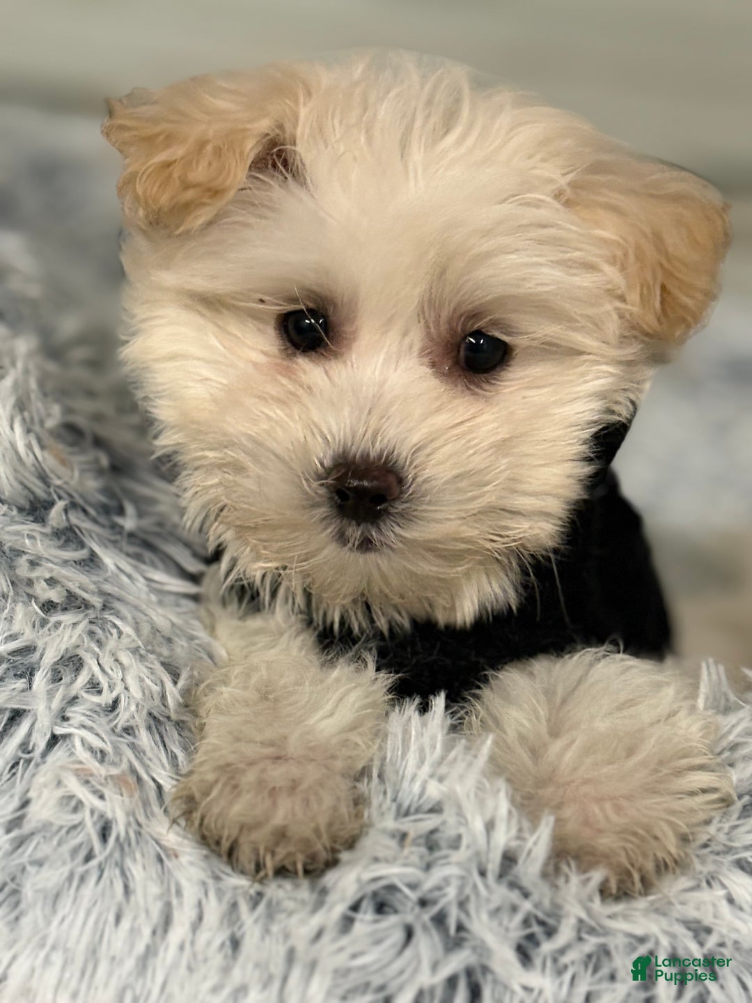 Mixed Breed dogs for sale: Luca - Ad 2