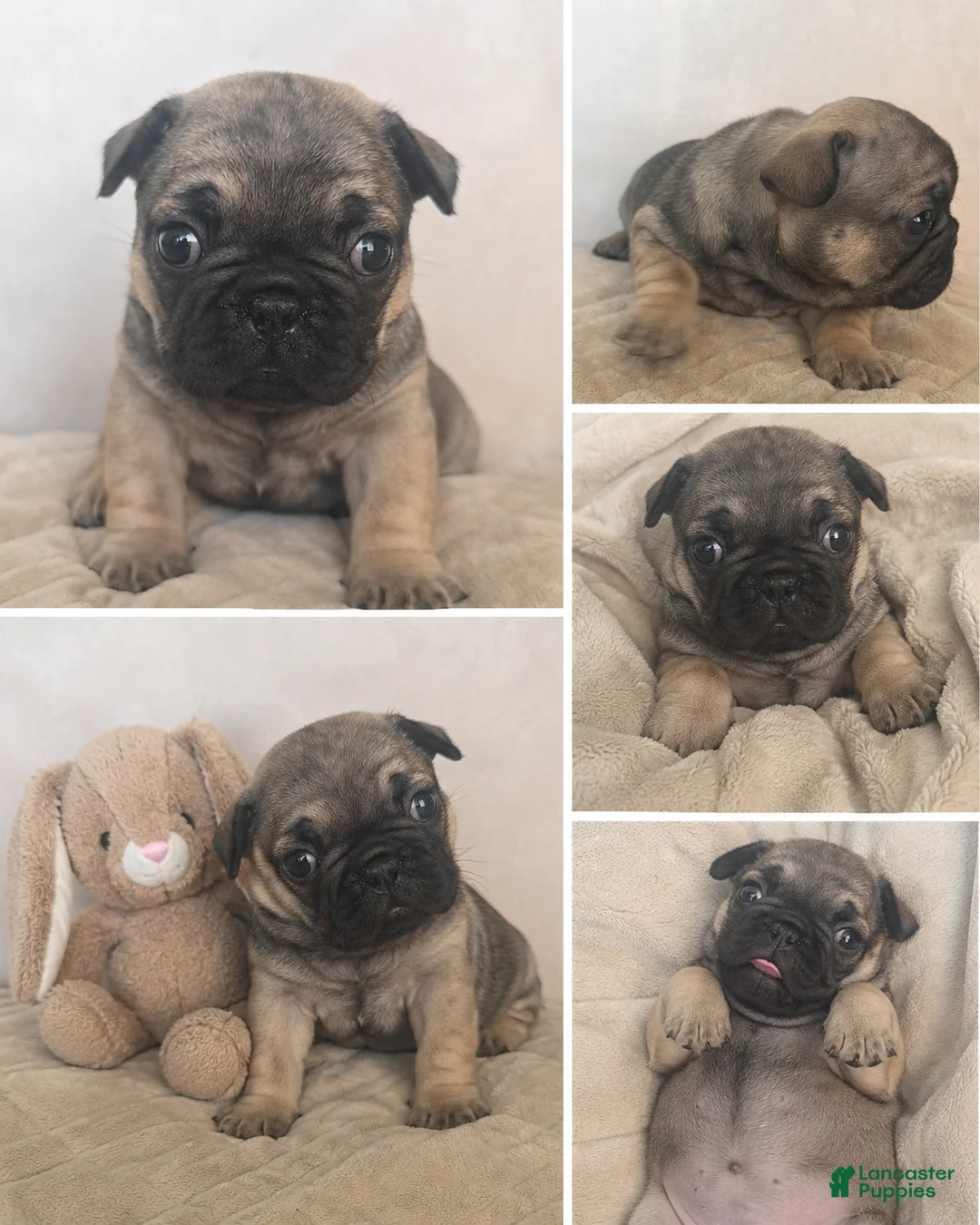 French Bulldog dogs for sale: French Bulldog Puppy 3 - Ad 1