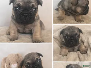 French Bulldog dogs for sale: French Bulldog Puppy 3 - Ad 3