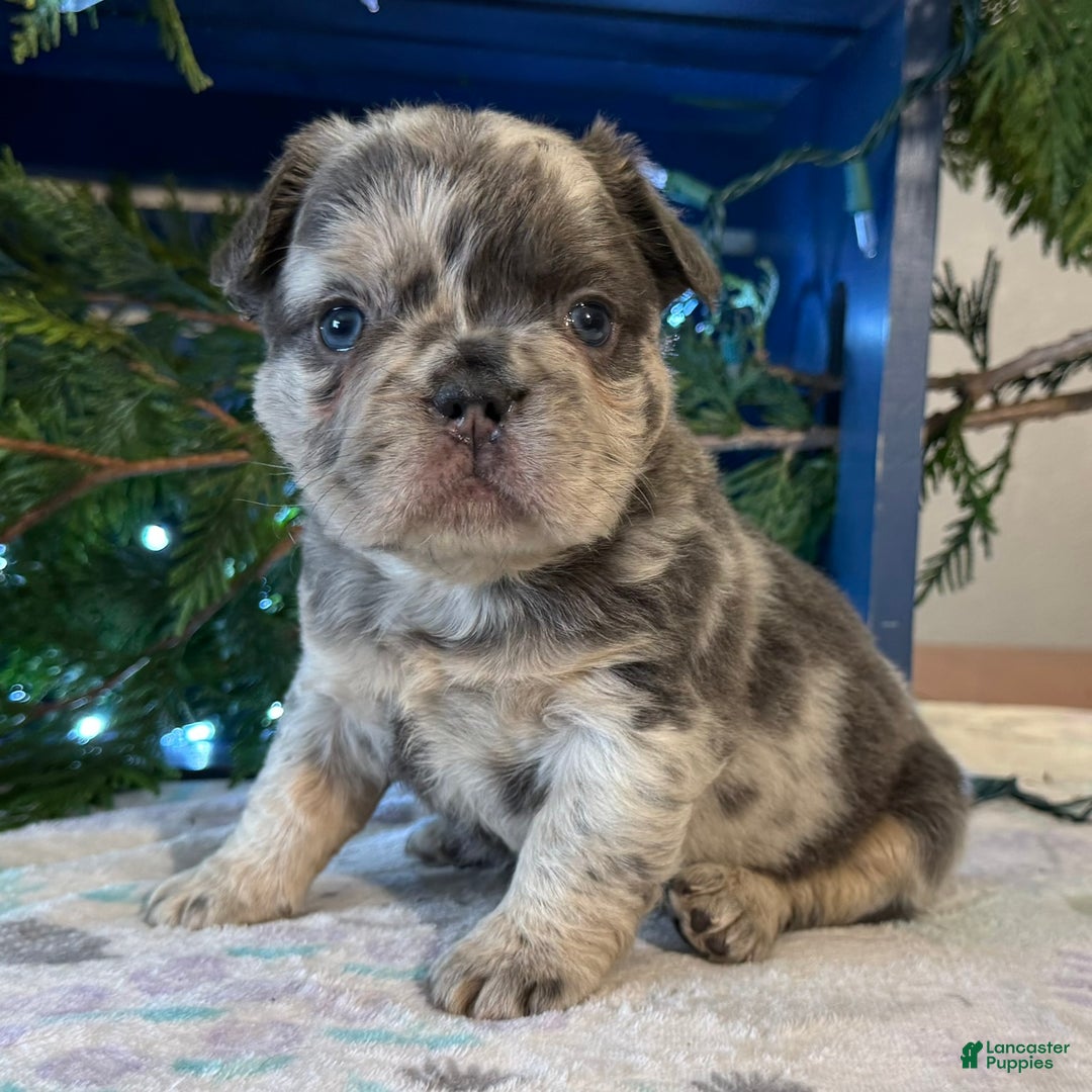 French Bulldog dogs for sale: Delilah - Ad 1