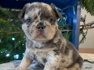 French Bulldog dogs Delilah - Ad 37