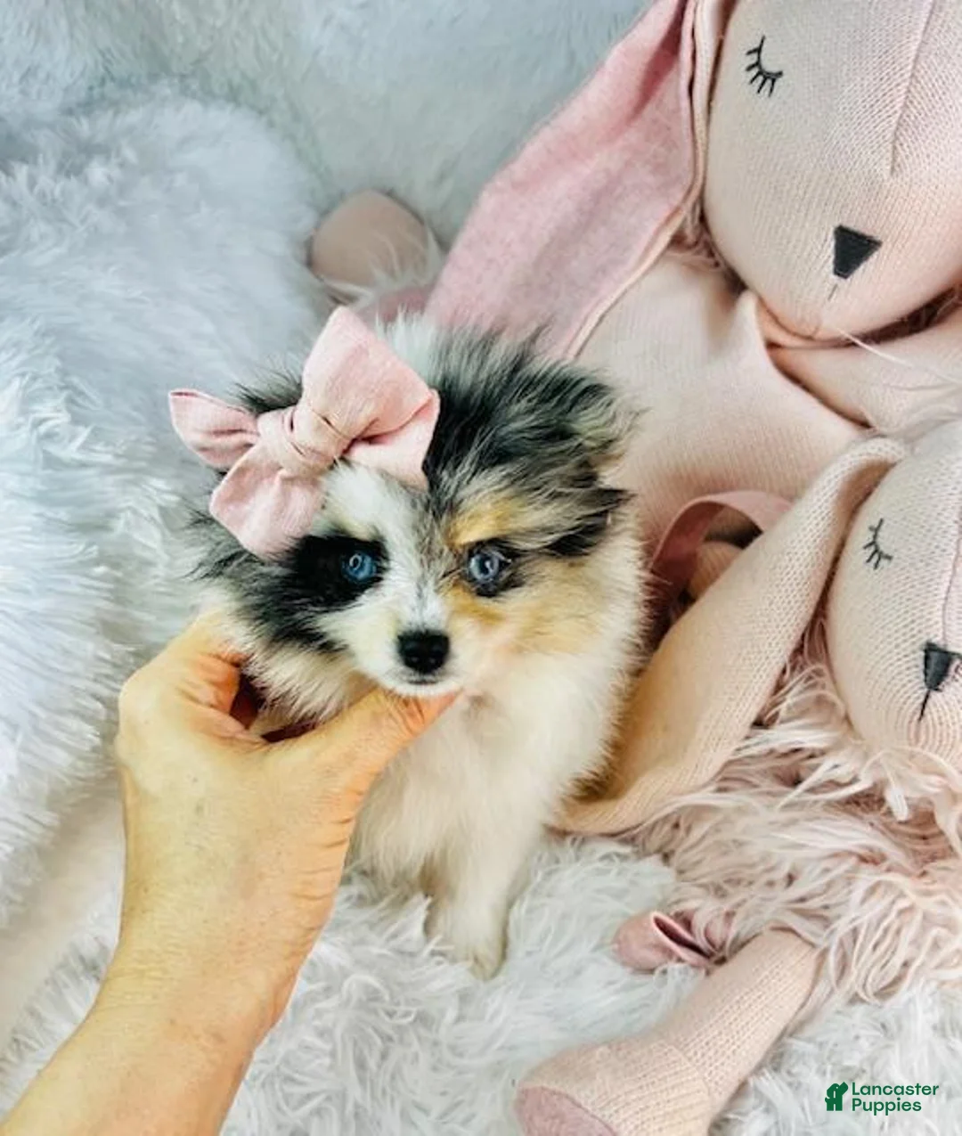 Pomeranian dogs for sale: Pomeranian Puppy 2 - Ad 2