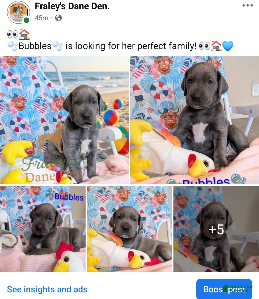 Great Dane dogs Great Dane Puppy 4 - Ad 1