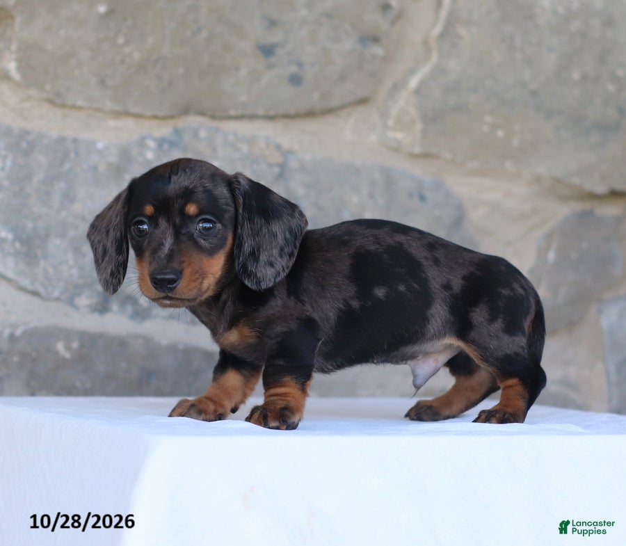 Dachshund dogs for sale: Elvis - Ad 2