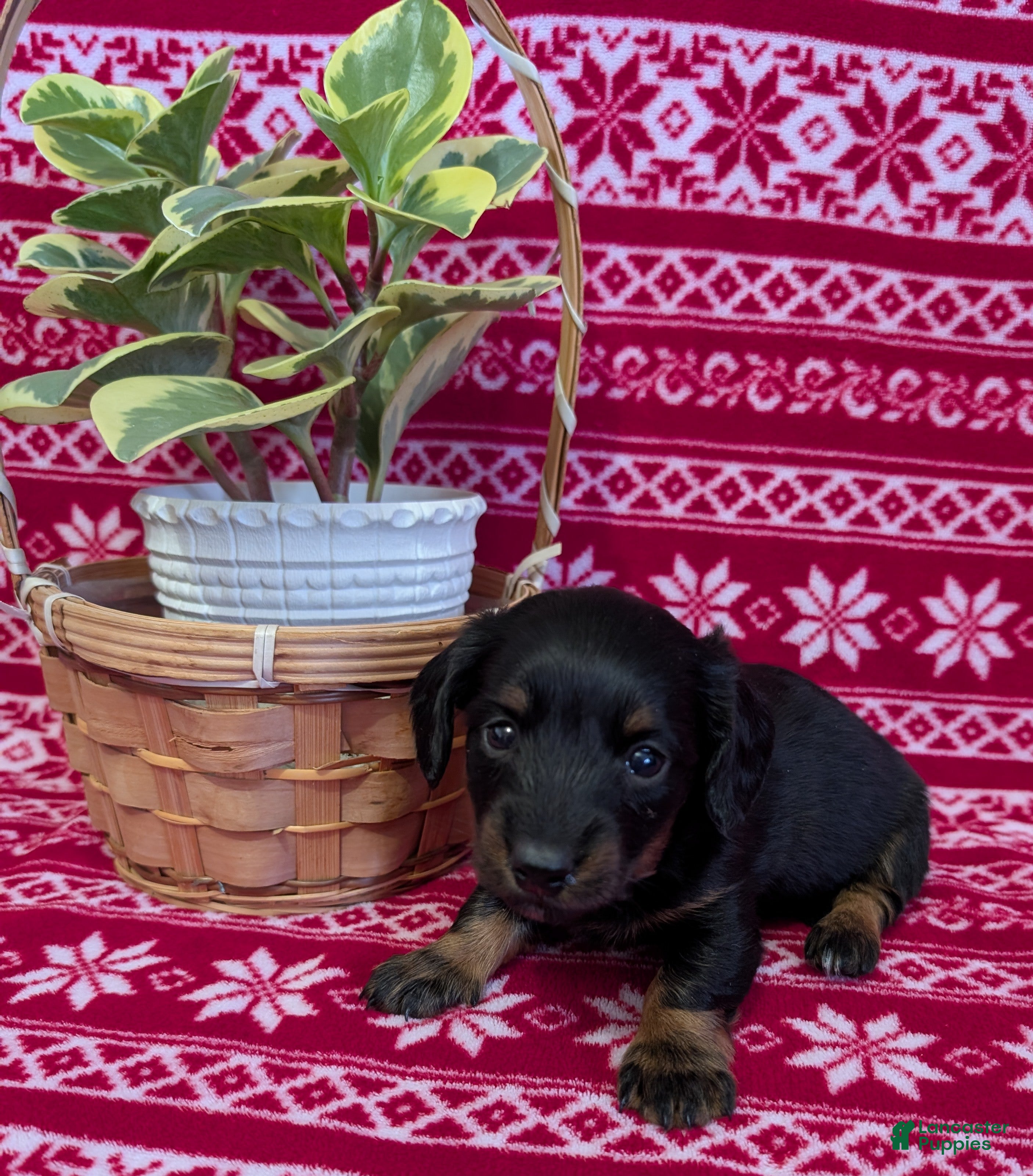 Miniature Dachshund dogs Abigail  - Ad 2