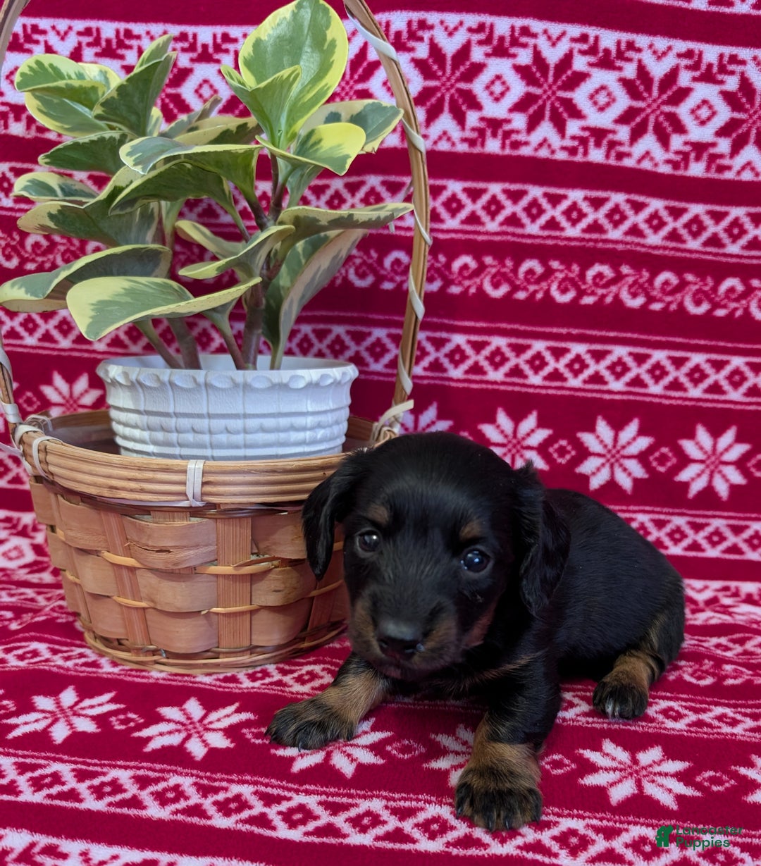 Miniature Dachshund dogs for sale: Abigail  - Ad 2
