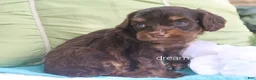 Cavapoo dogs for sale: Shilo - Ad 3