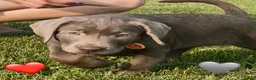Labrador Retriever dogs for sale: Labrador Retriever 1 - Ad 12