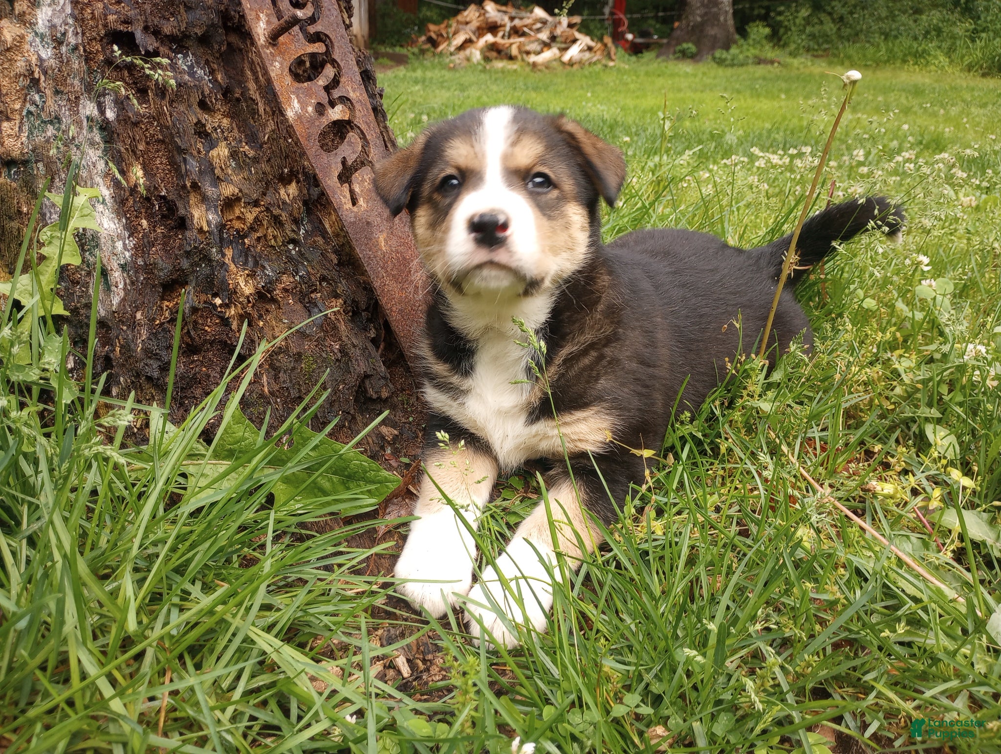 Mixed Breed dogs CRYSTAL - Ad 15