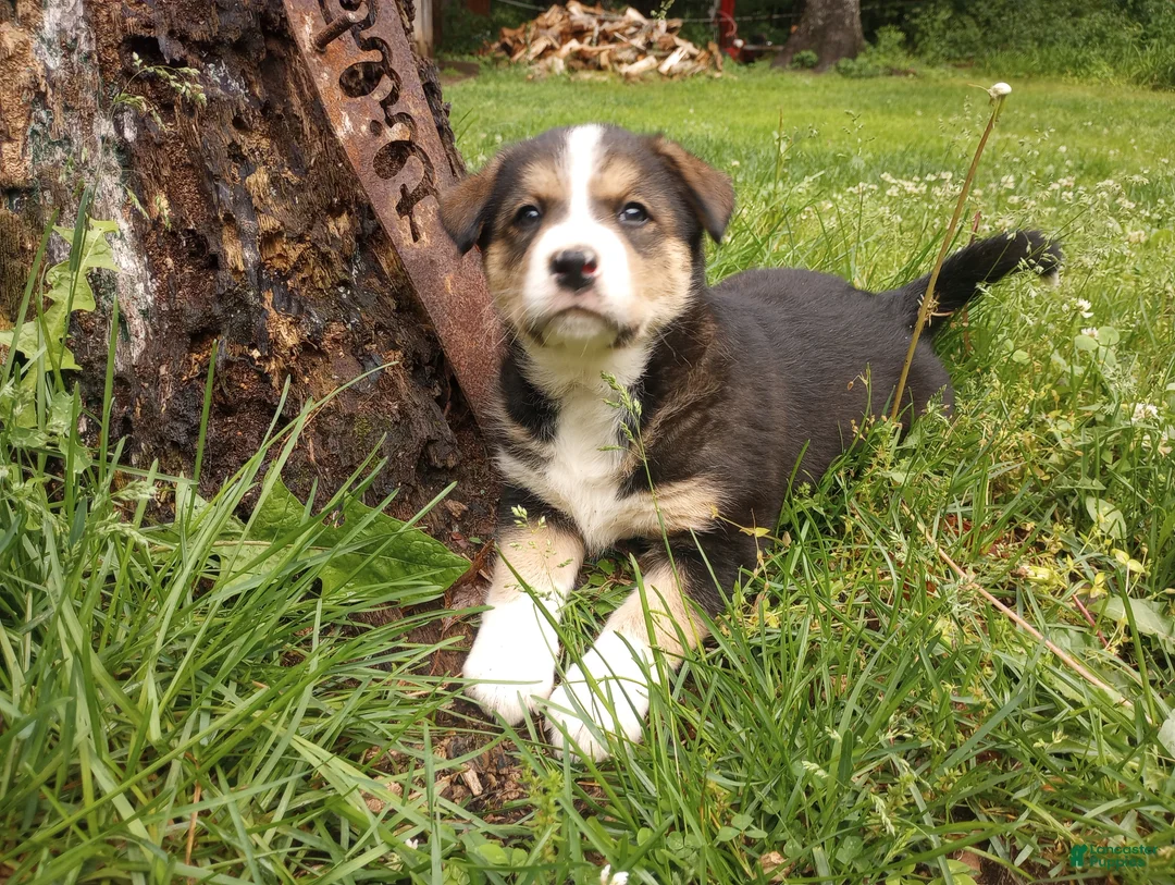 Mixed Breed dogs for sale: CRYSTAL *SALE* - Ad 2