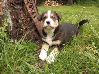 Mixed Breed dogs CRYSTAL - Ad 15