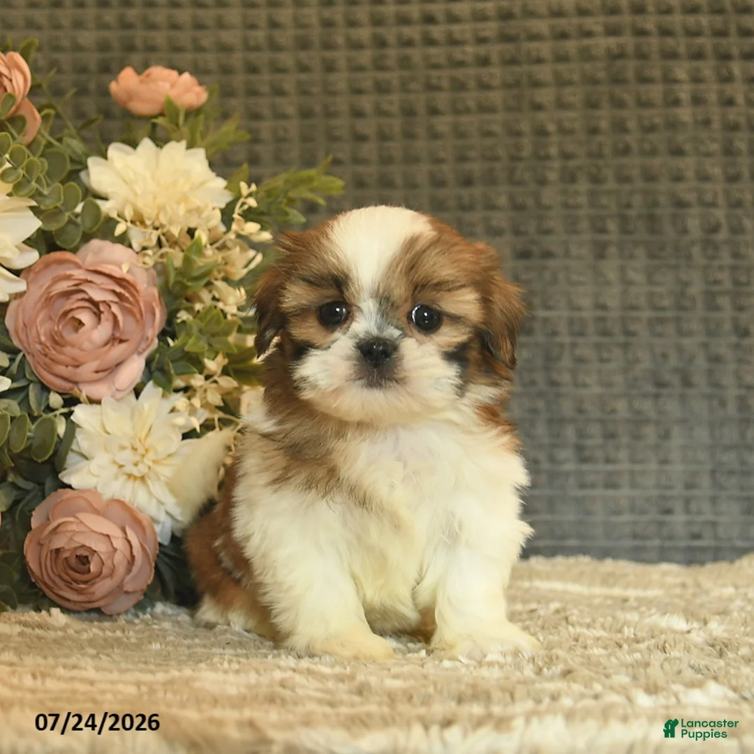 Shih Tzu dogs for sale: Blossom  - Ad 2