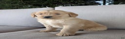 Golden Retriever dogs for sale: Jewel - Ad 4