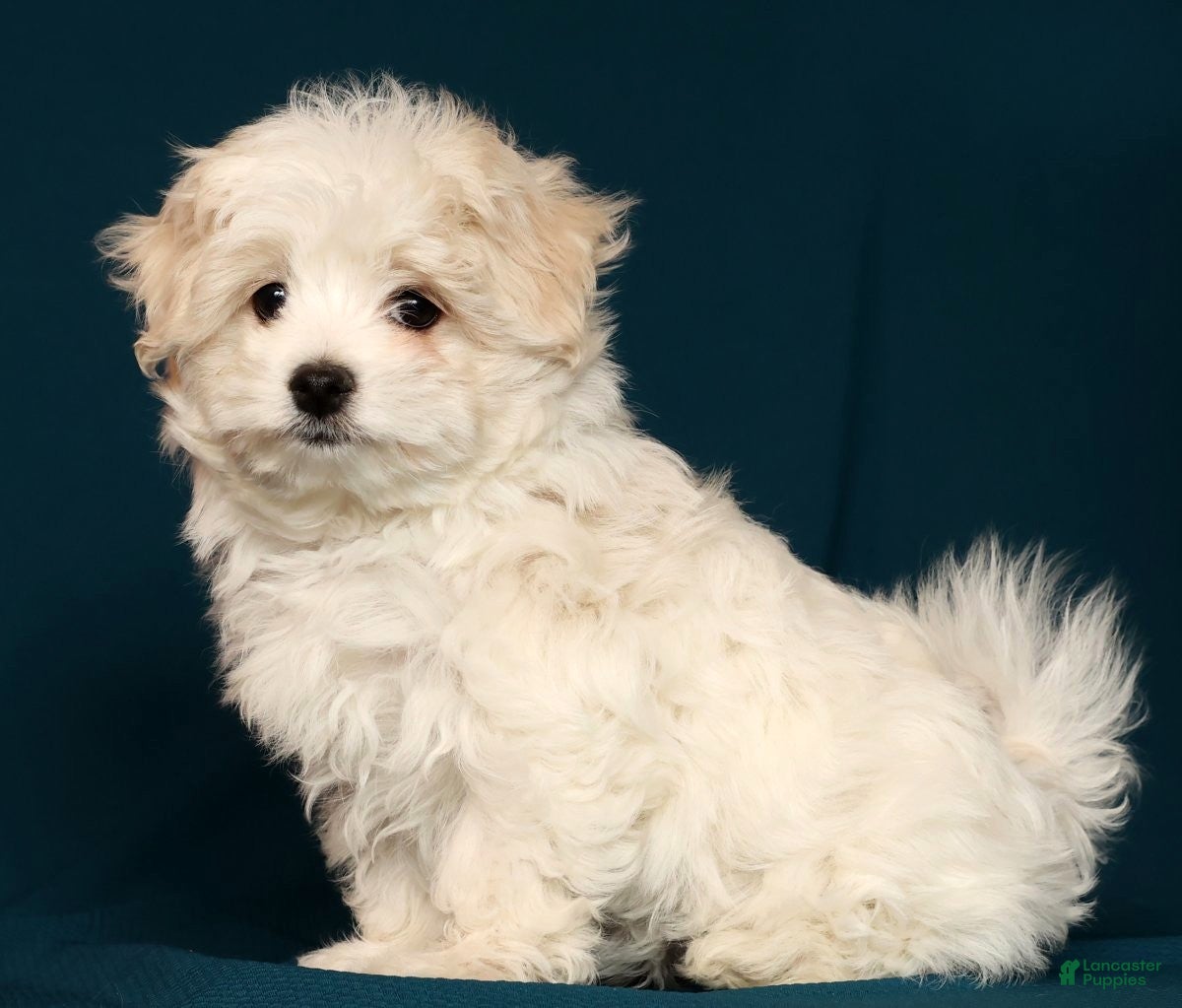 Maltese dogs Marco - Ad 29