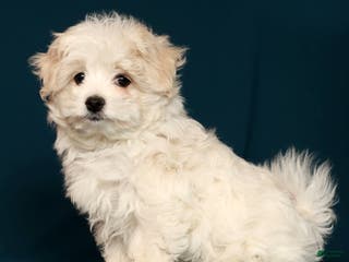 Maltese dogs Marco - Ad 26