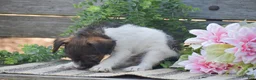 Jackapoo dogs for sale: Ember - Ad 4