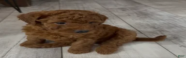 Goldendoodle 5 Hunter