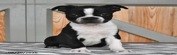 Boston Terrier dogs for sale: Tammy - Ad 3